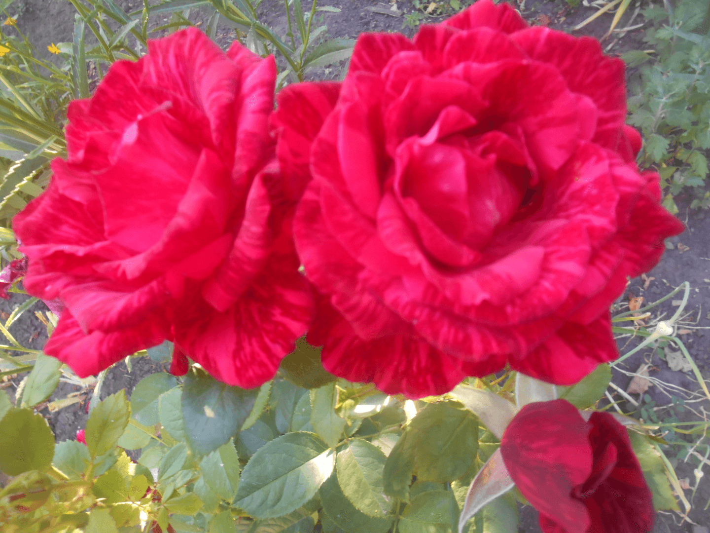 Розы на дачном участке