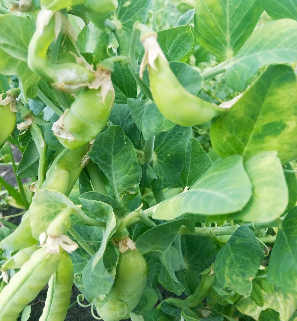 Горох, вкусно и полезно