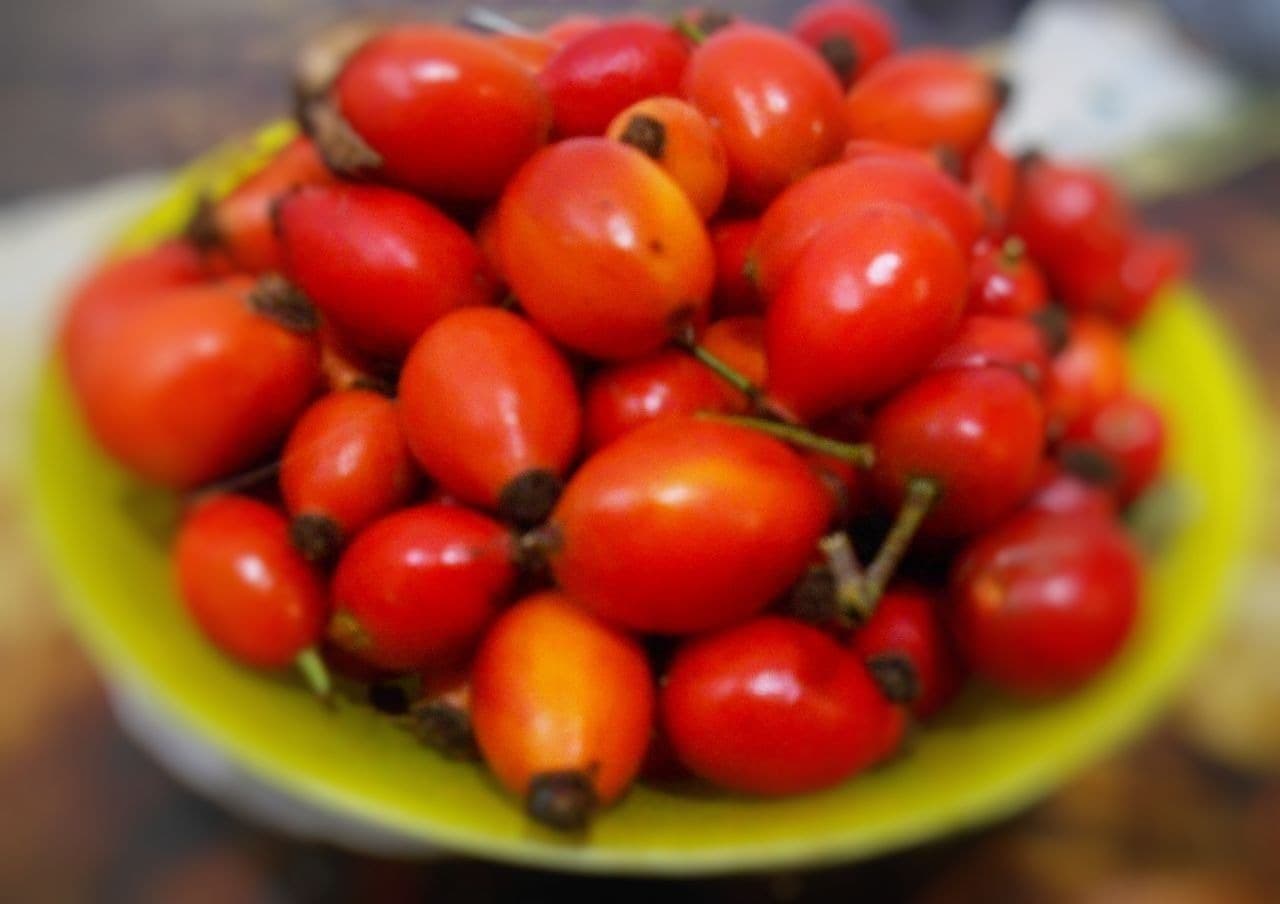 Целебные свойства шиповника