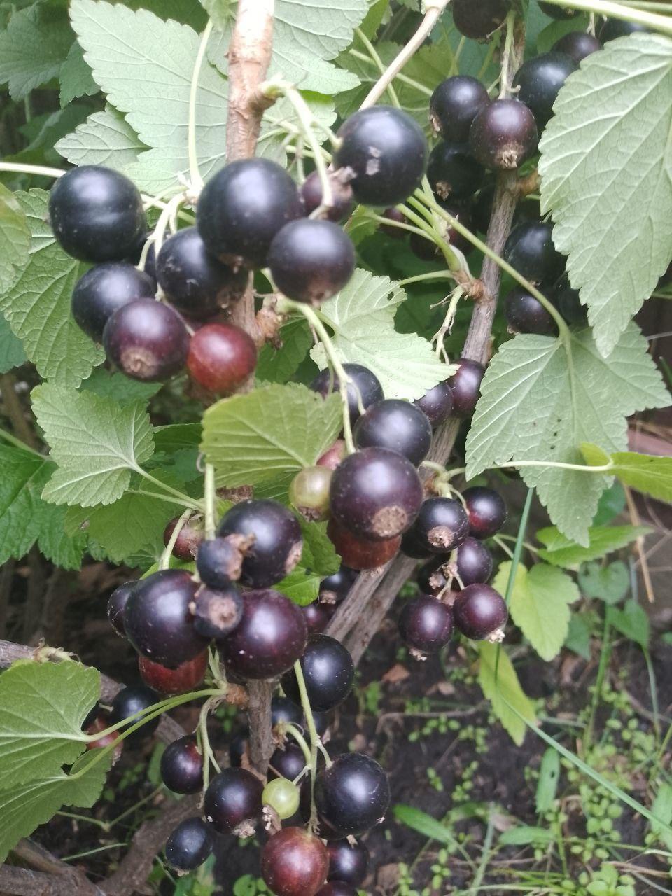 Черная смородина