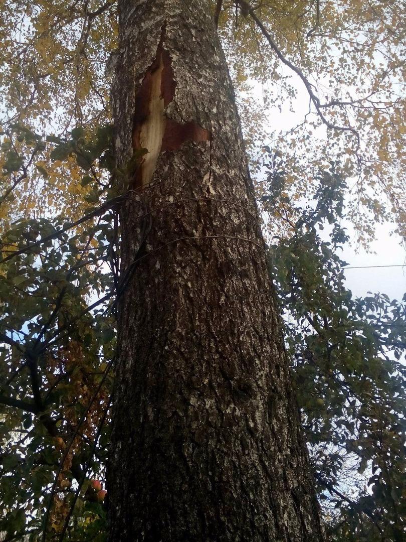 Береза, после удара шаровой молнии