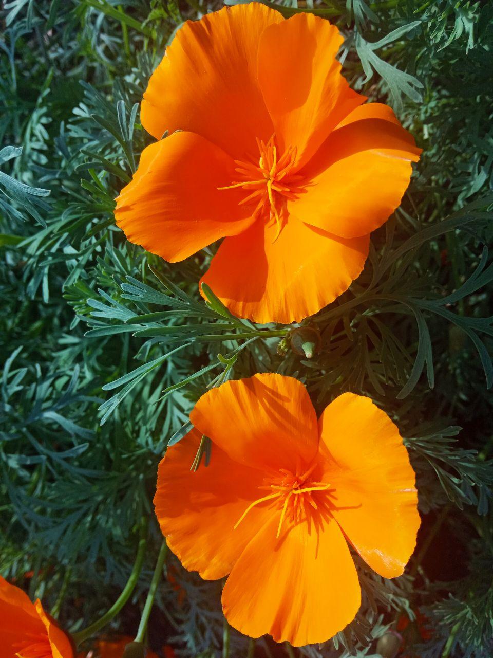 Цветы в саду