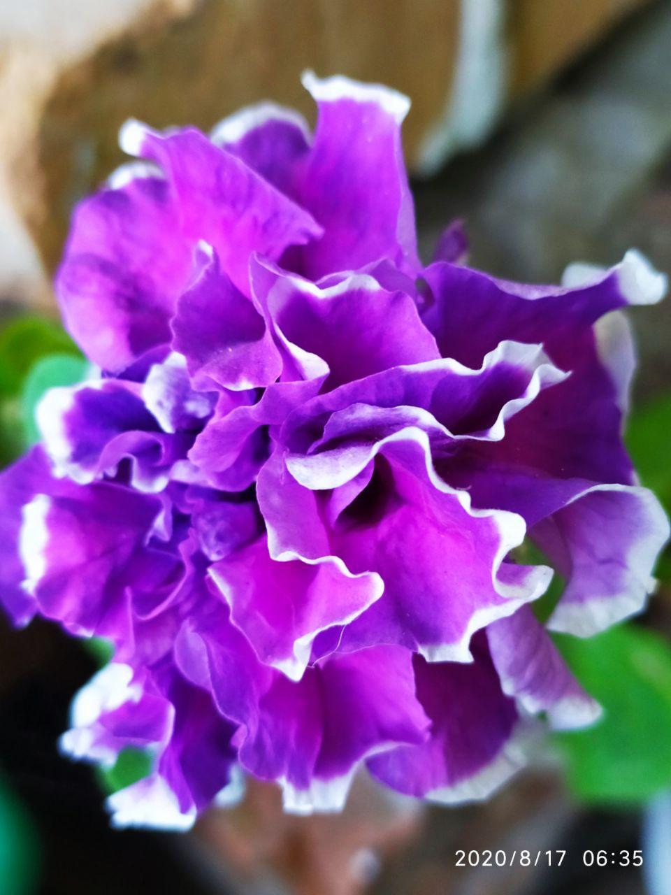 Цветы у дома