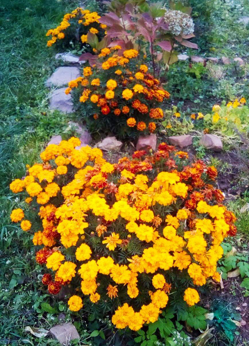 Цветы у дома