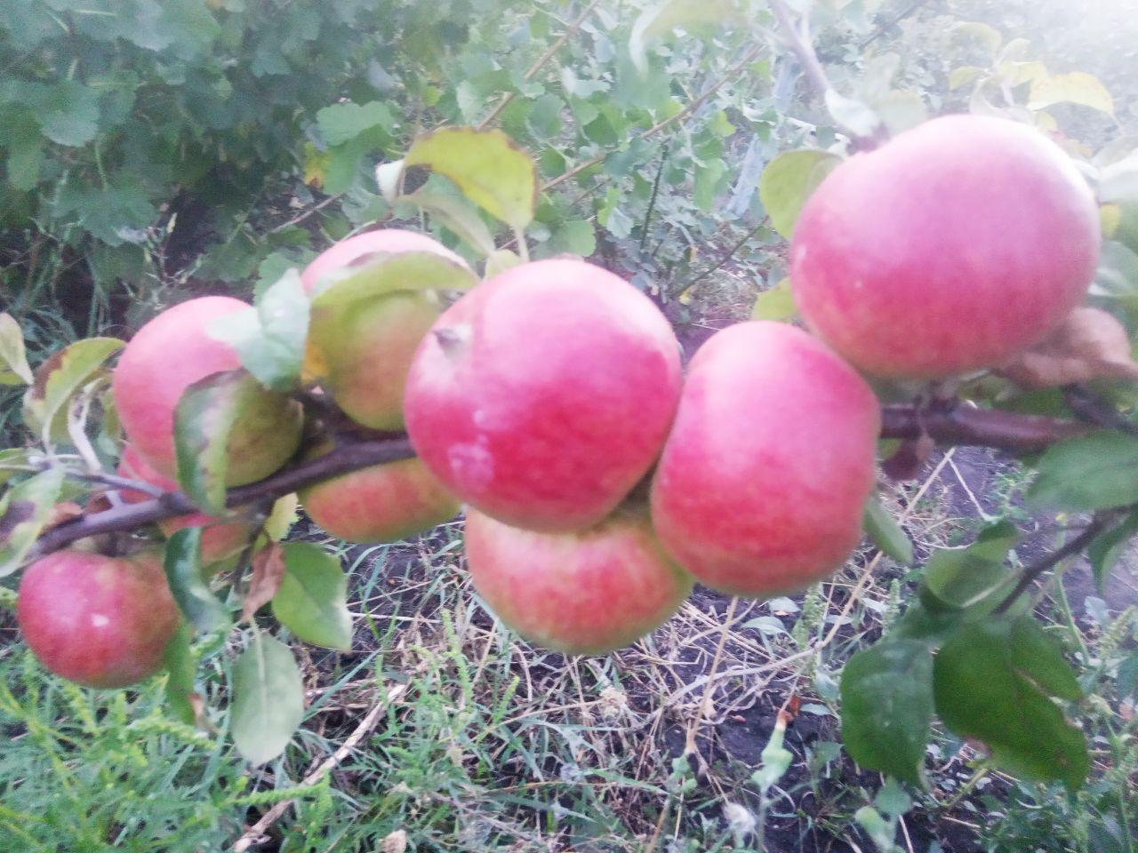 Ветка с яблоками