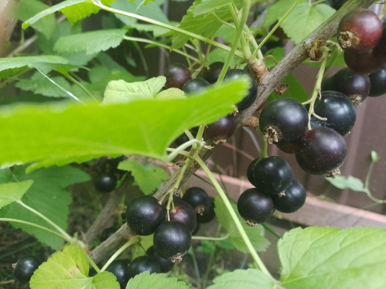 Черная смородина