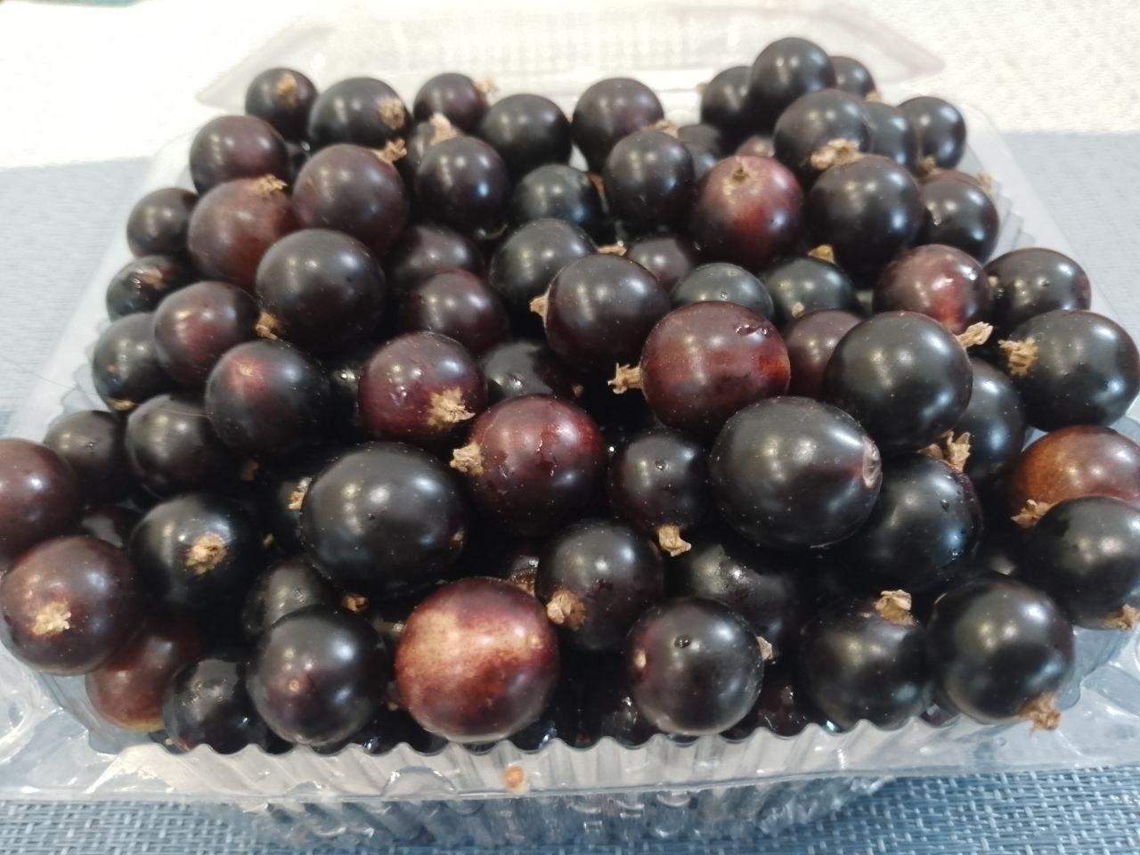 Черная смородина