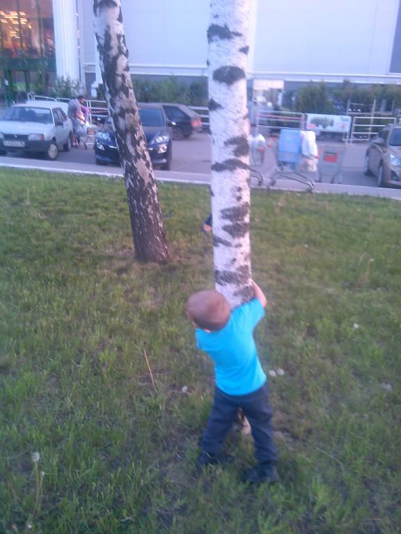 Береза у дороги