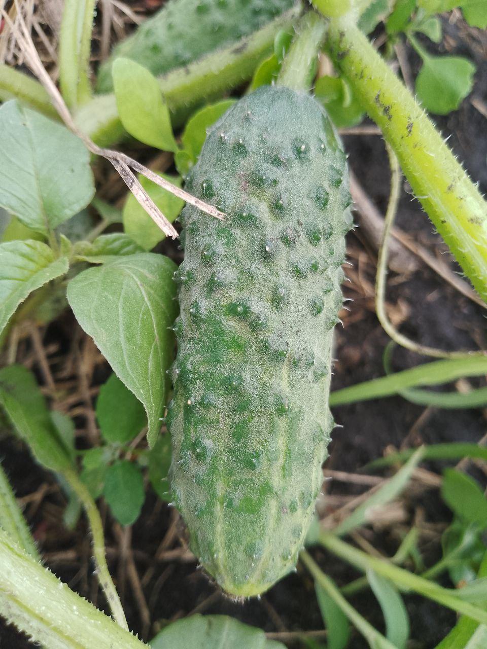 Огурец на кусте