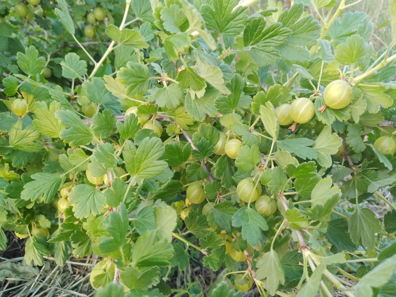 Куст крыжовника