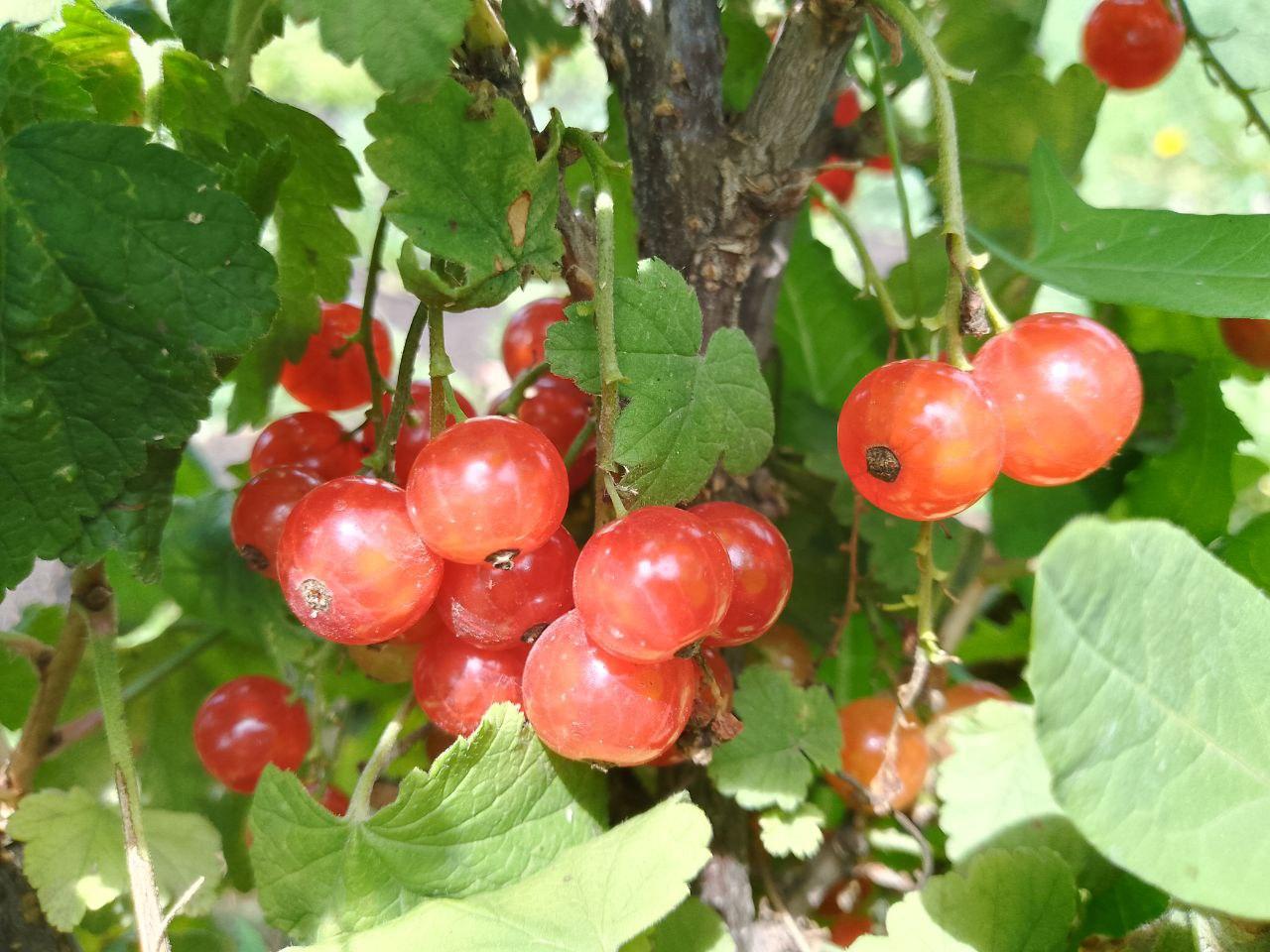 Красная смородина