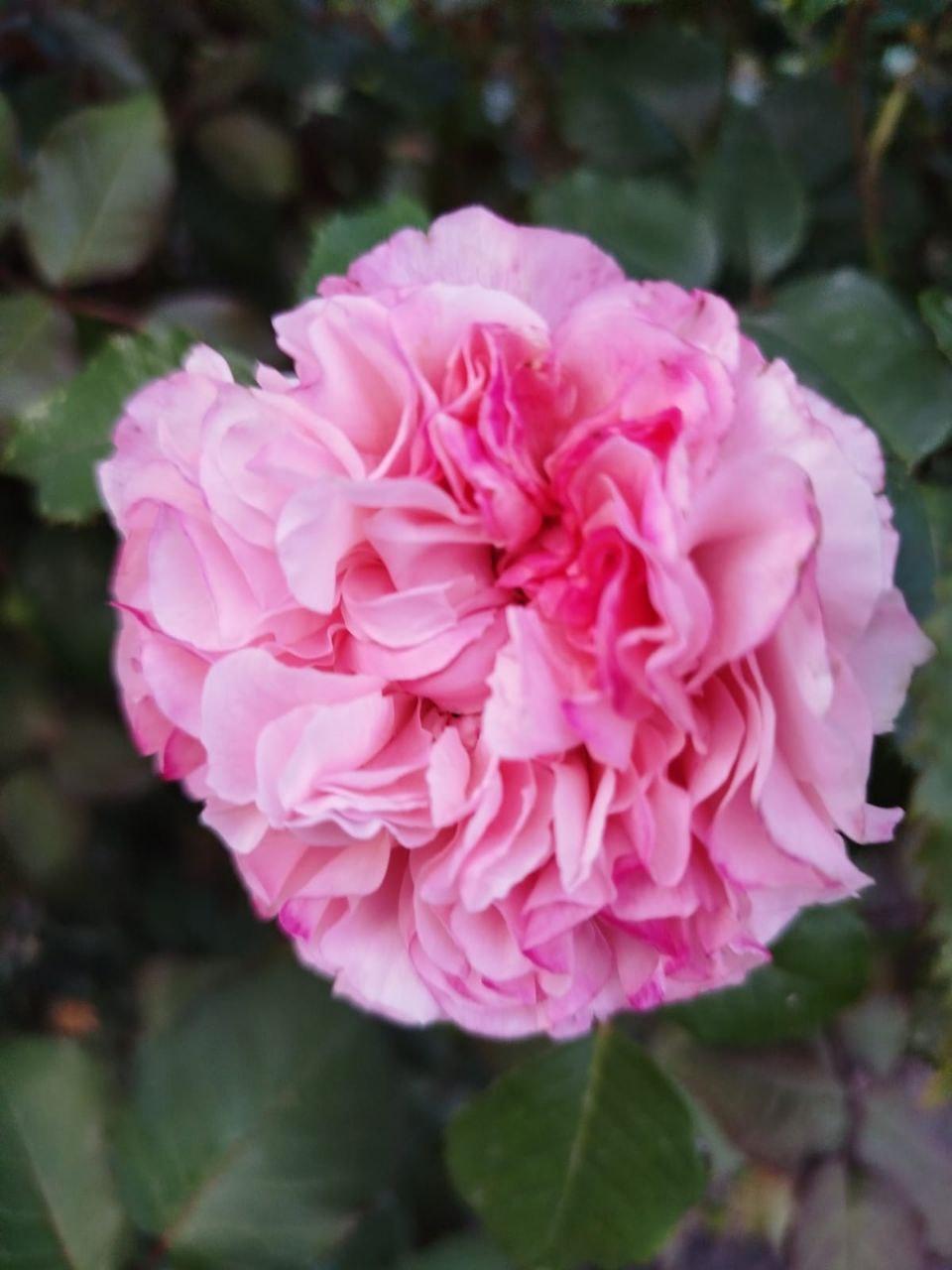 Роза розовая