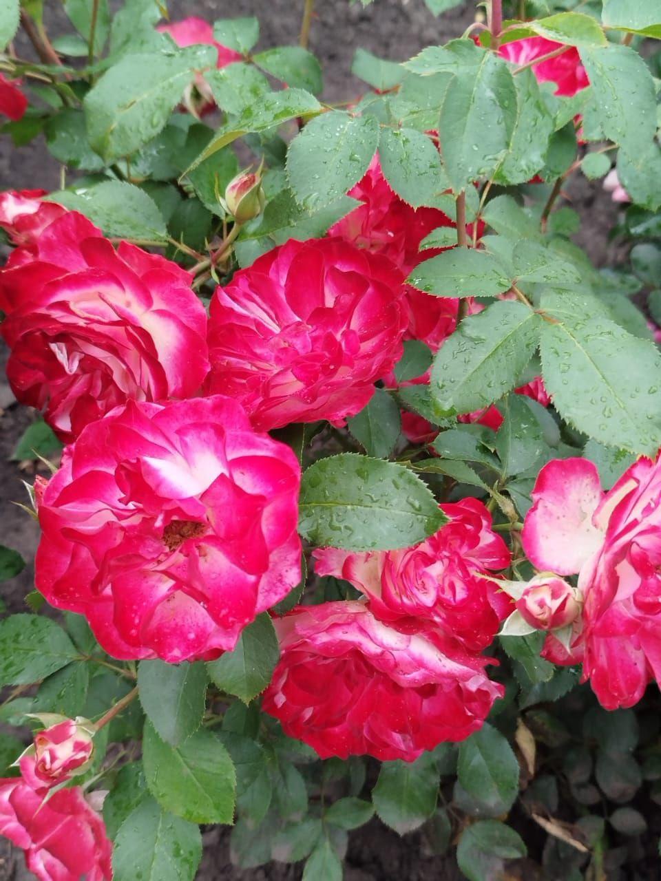 Розы у дома