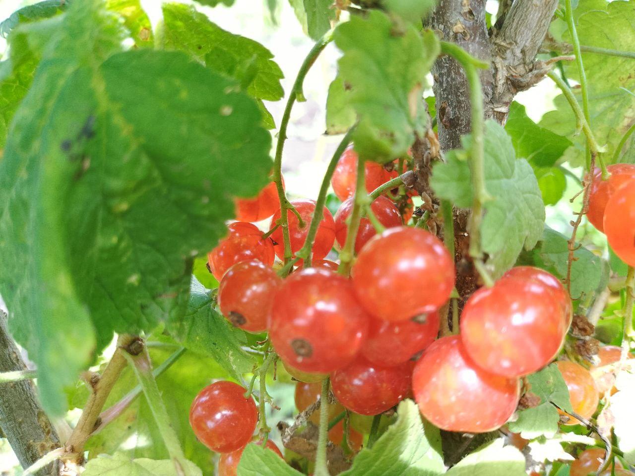 Красная смородина