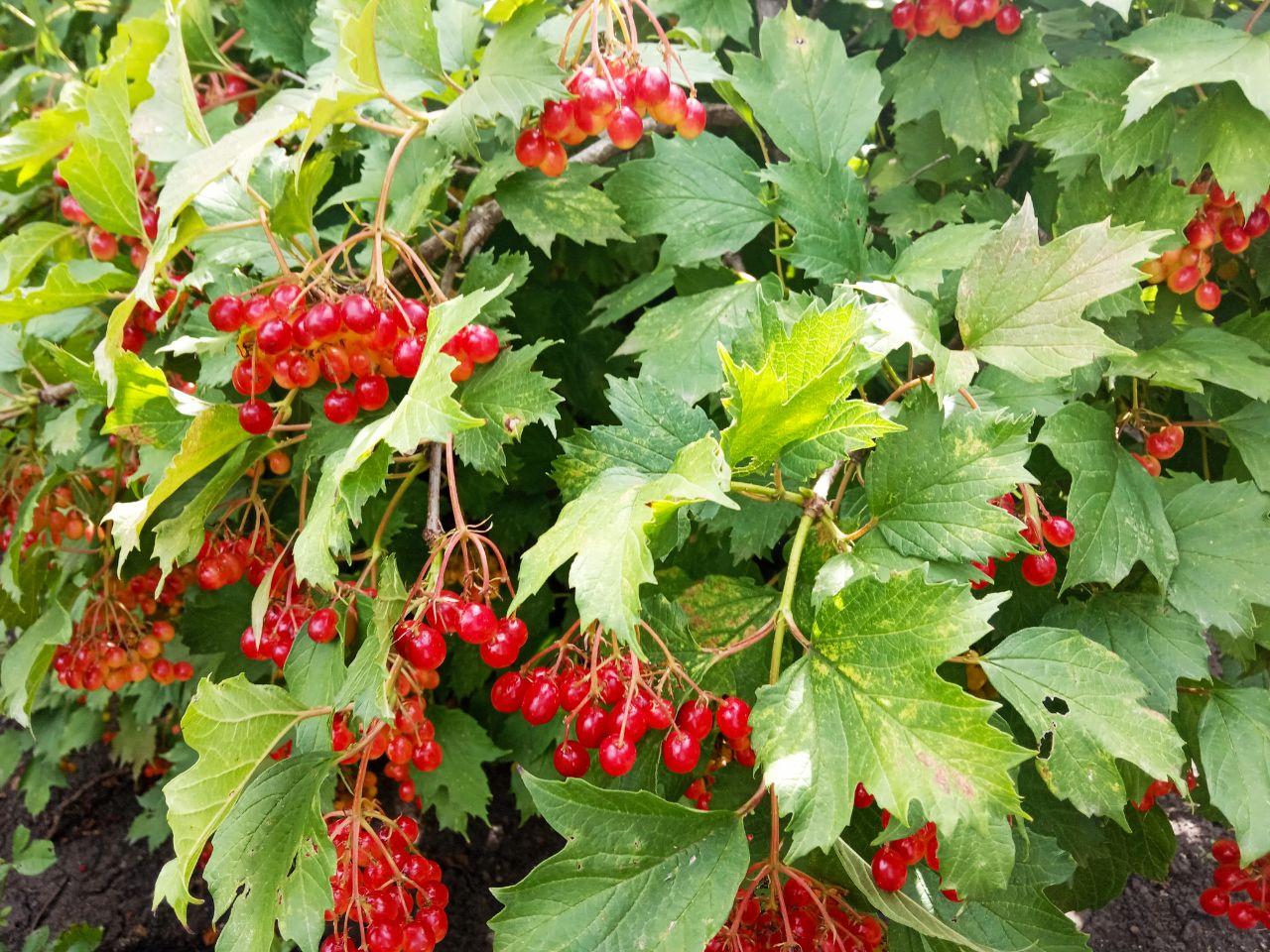 Куст калины