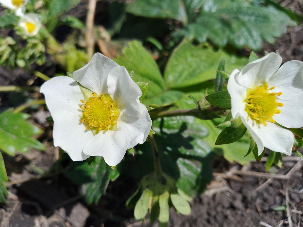 Цветы клубники