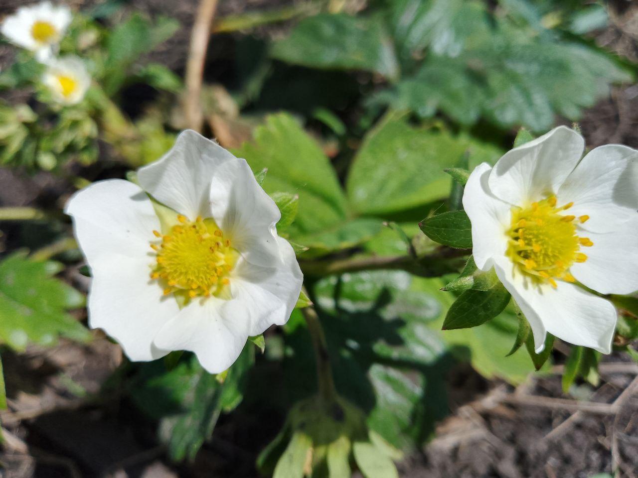 Цветы клубники