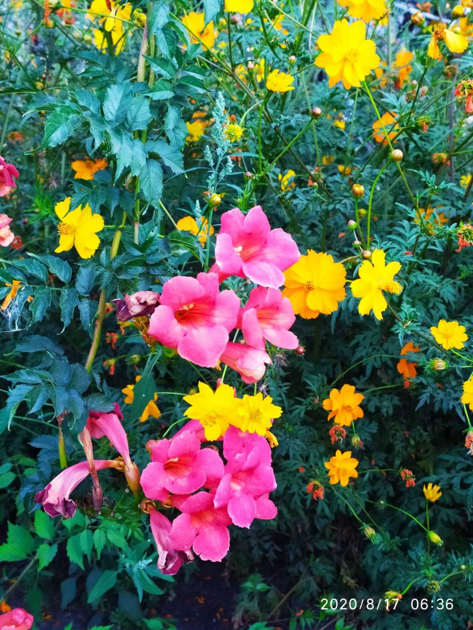 Цветы на дачном участке