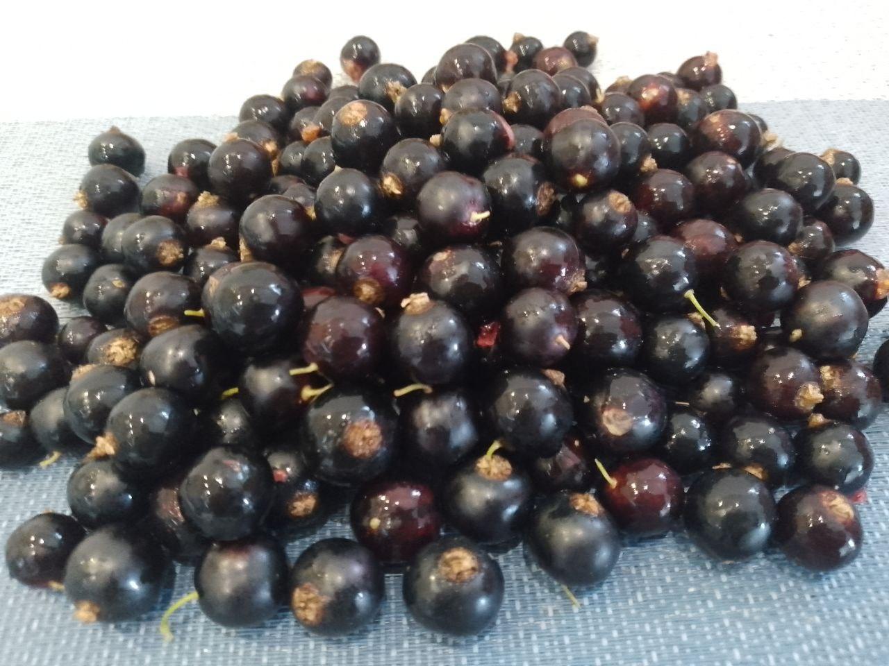 Черная смородина