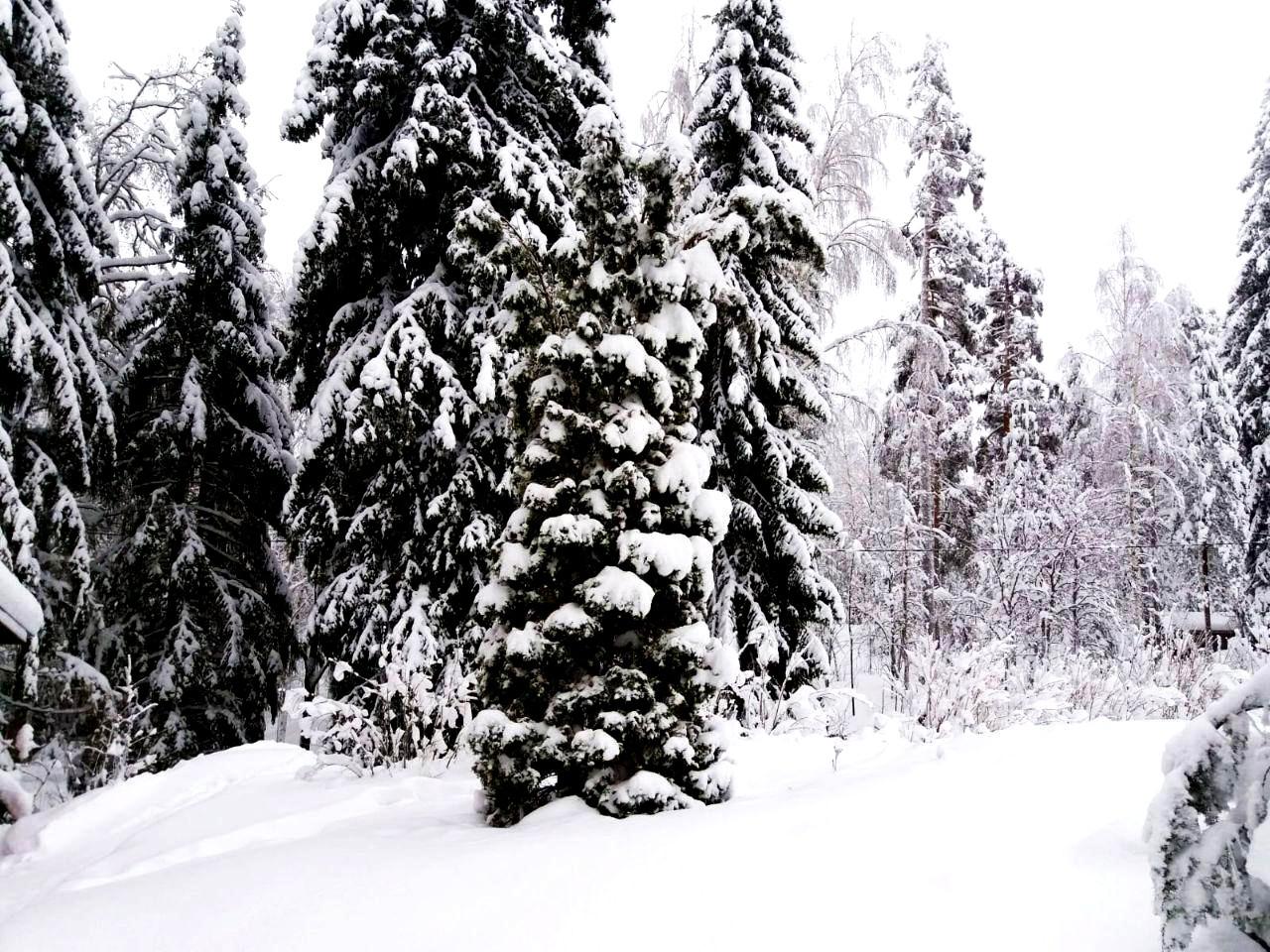 Зимний лес в Карелии