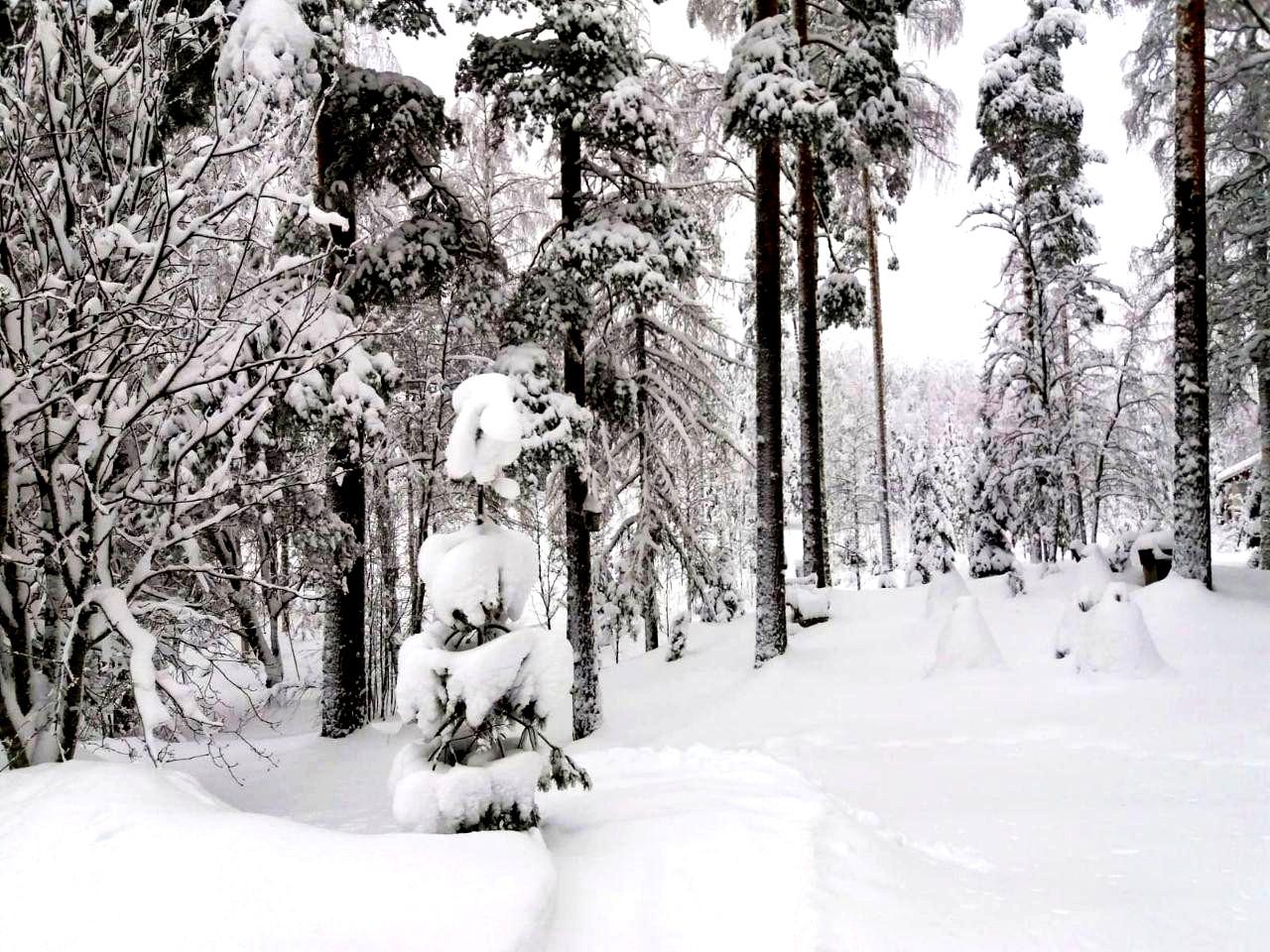Зимний лес в Карелии