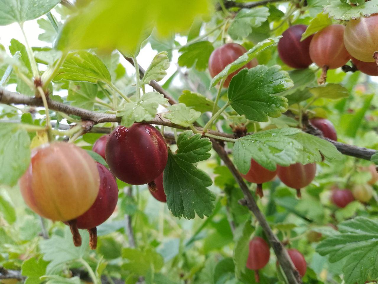 Крыжовник сладкий и ароматный