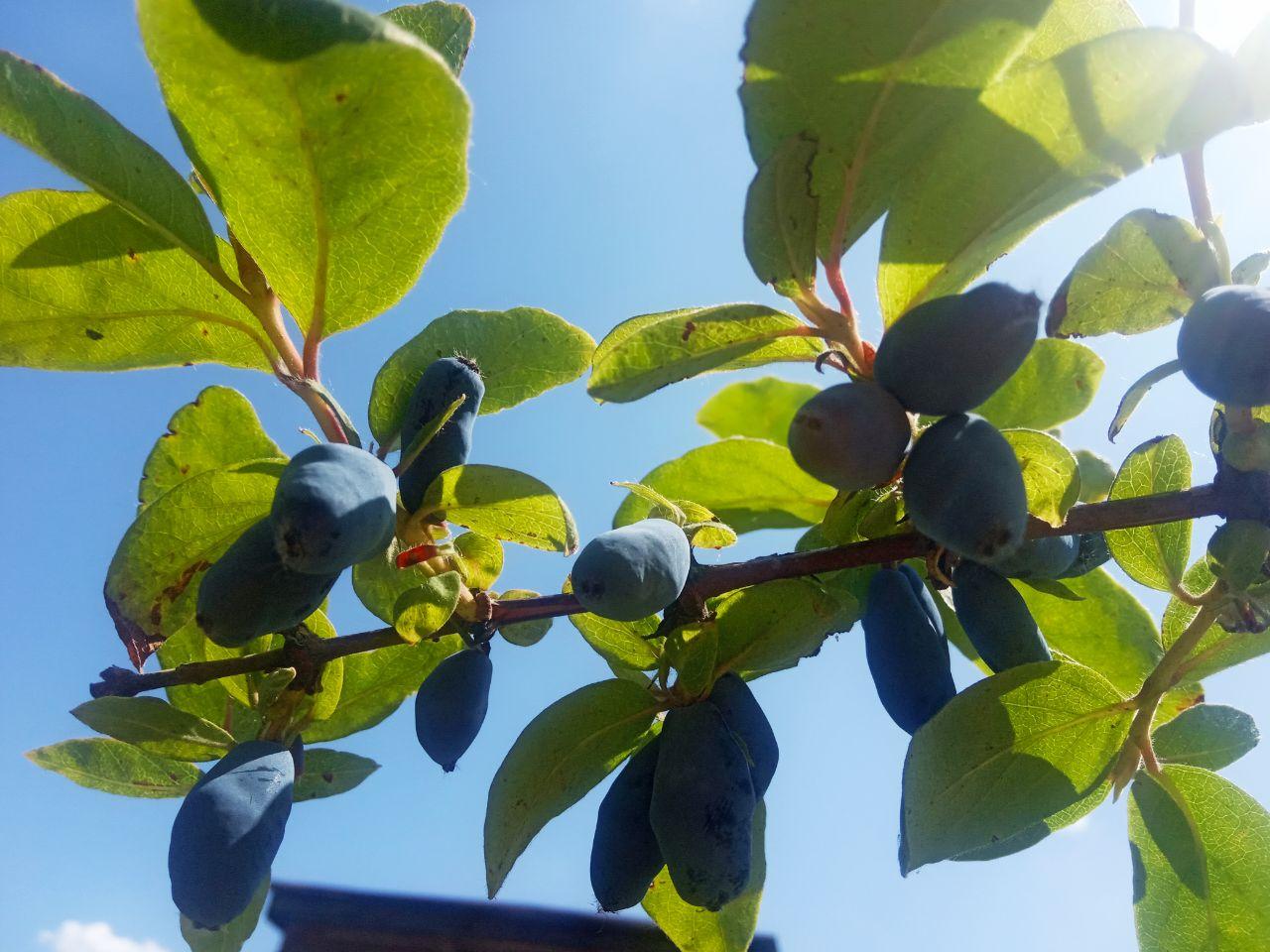 Ветка с ягодами жимолости