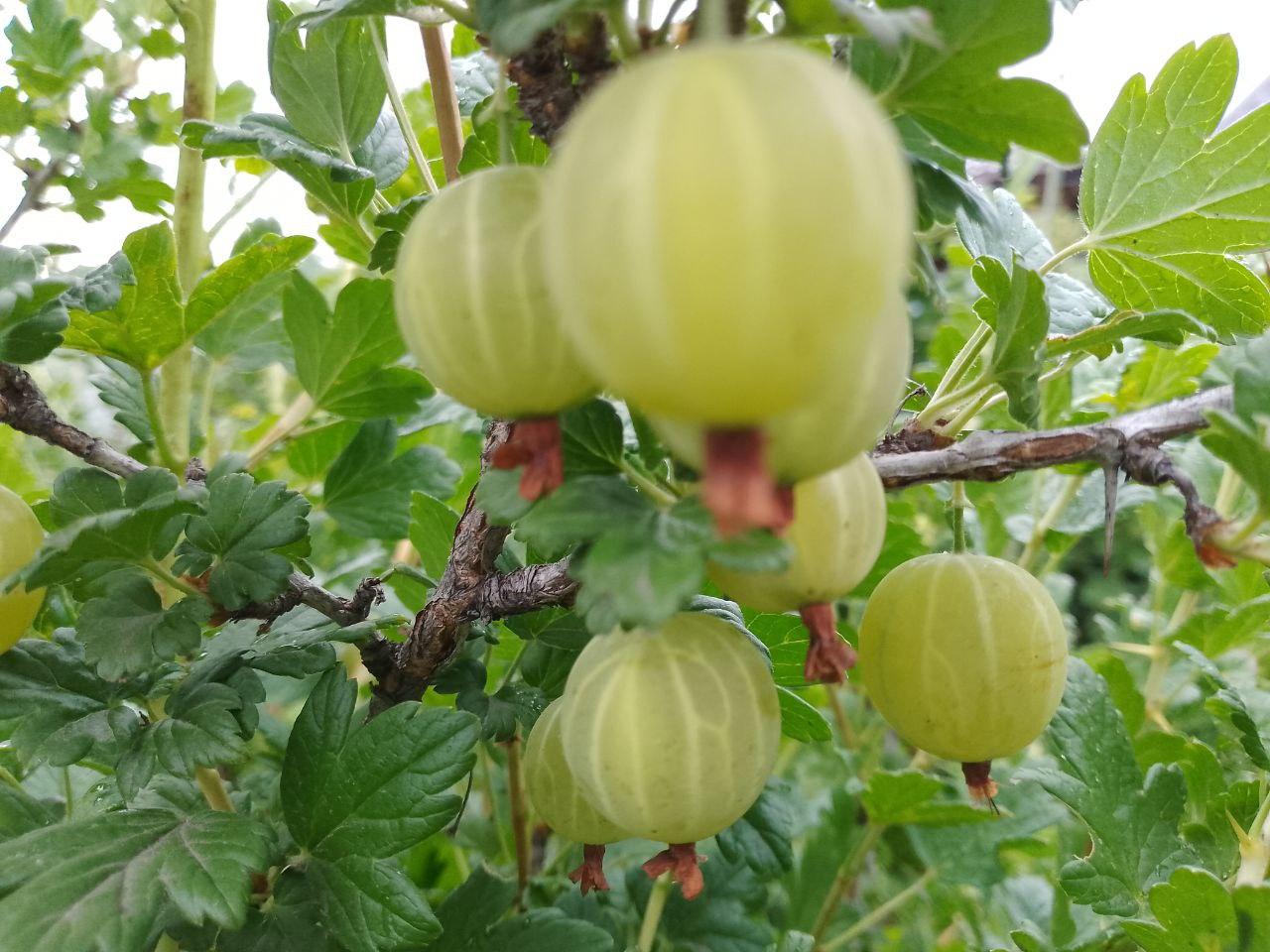 Крыжовник на моем садовом участке