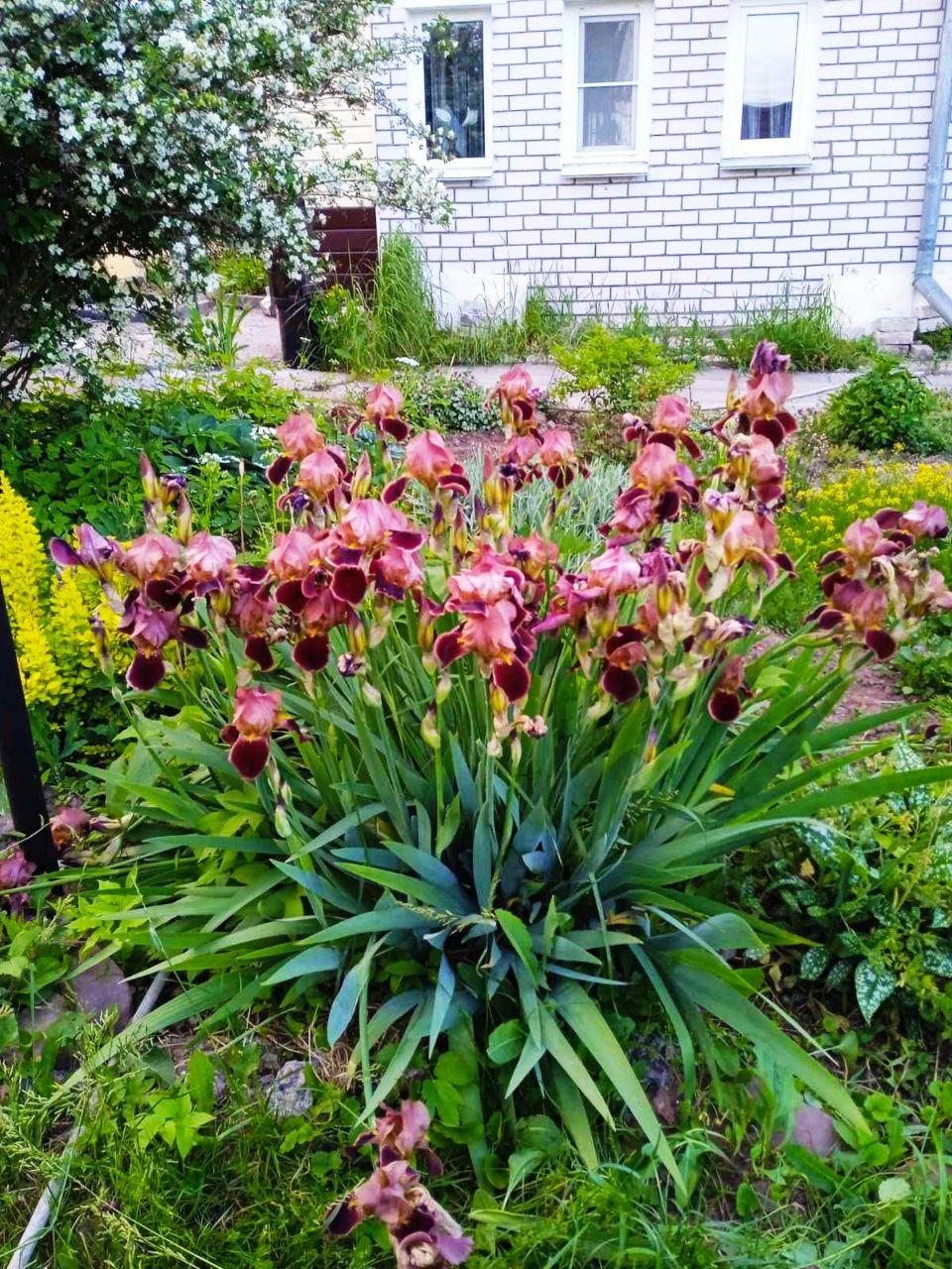 Цветы у дома