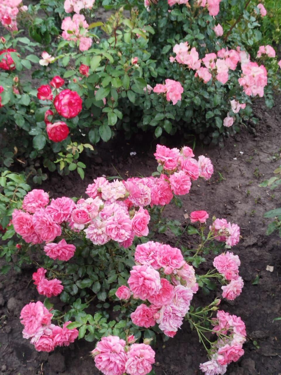 Розы у дома