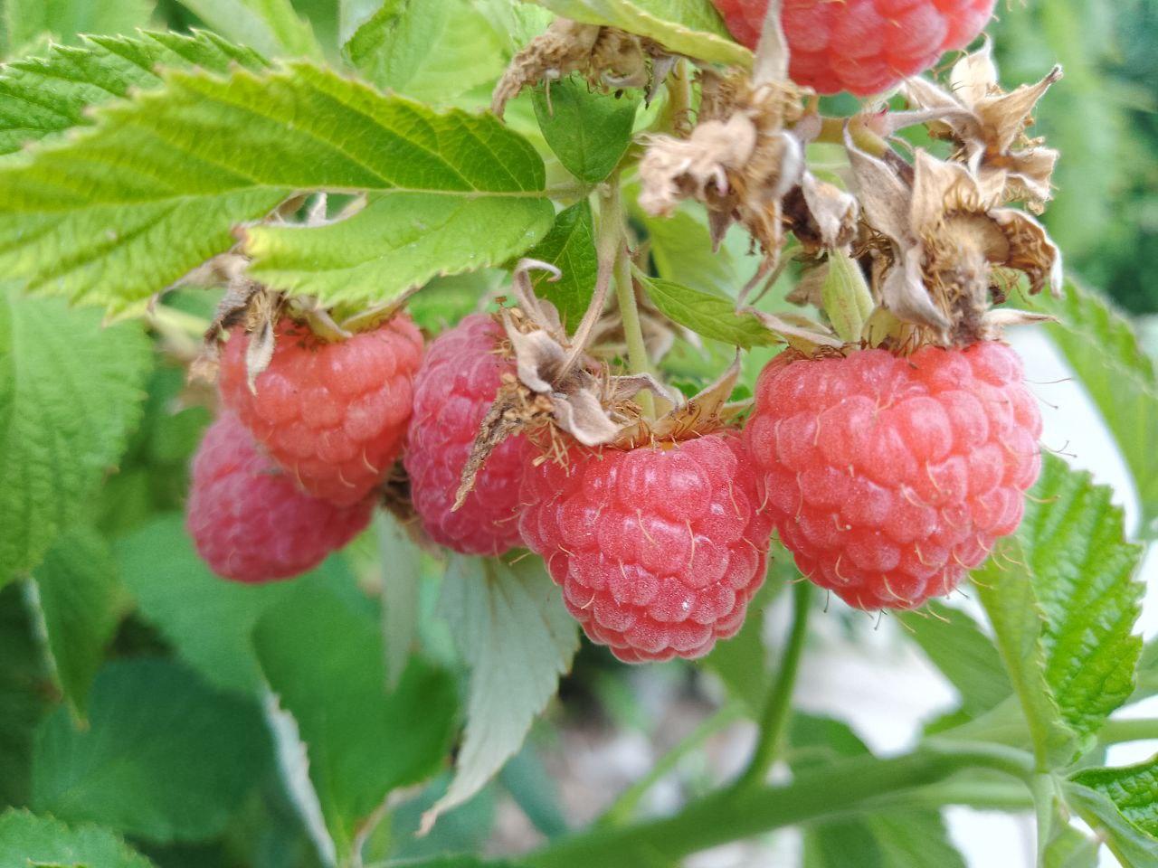 Ягоды малины