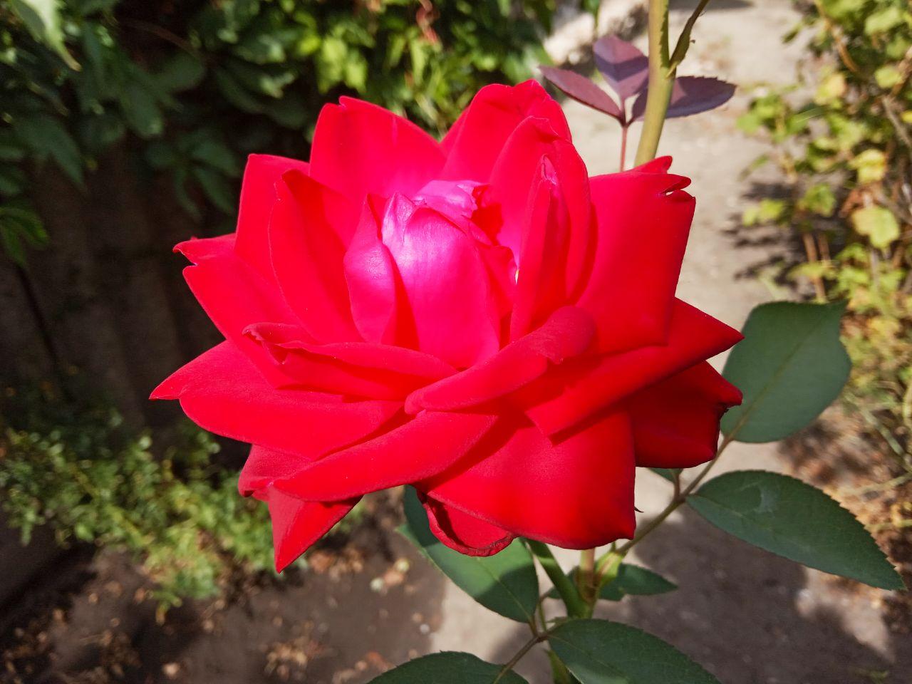 Роза красная