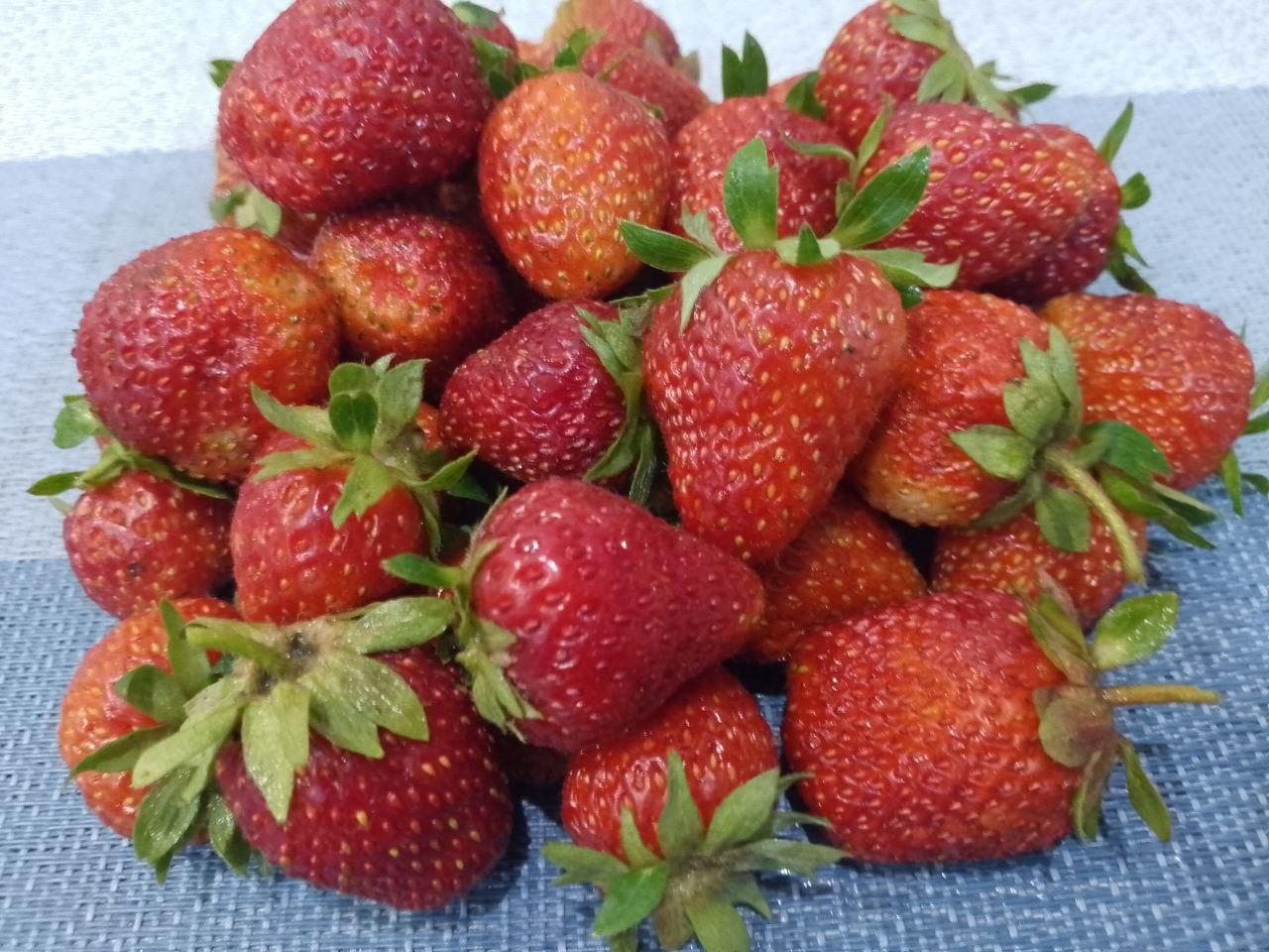 Клубника на дачном участке