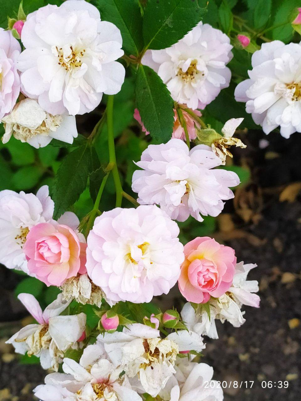 Цветы у дома