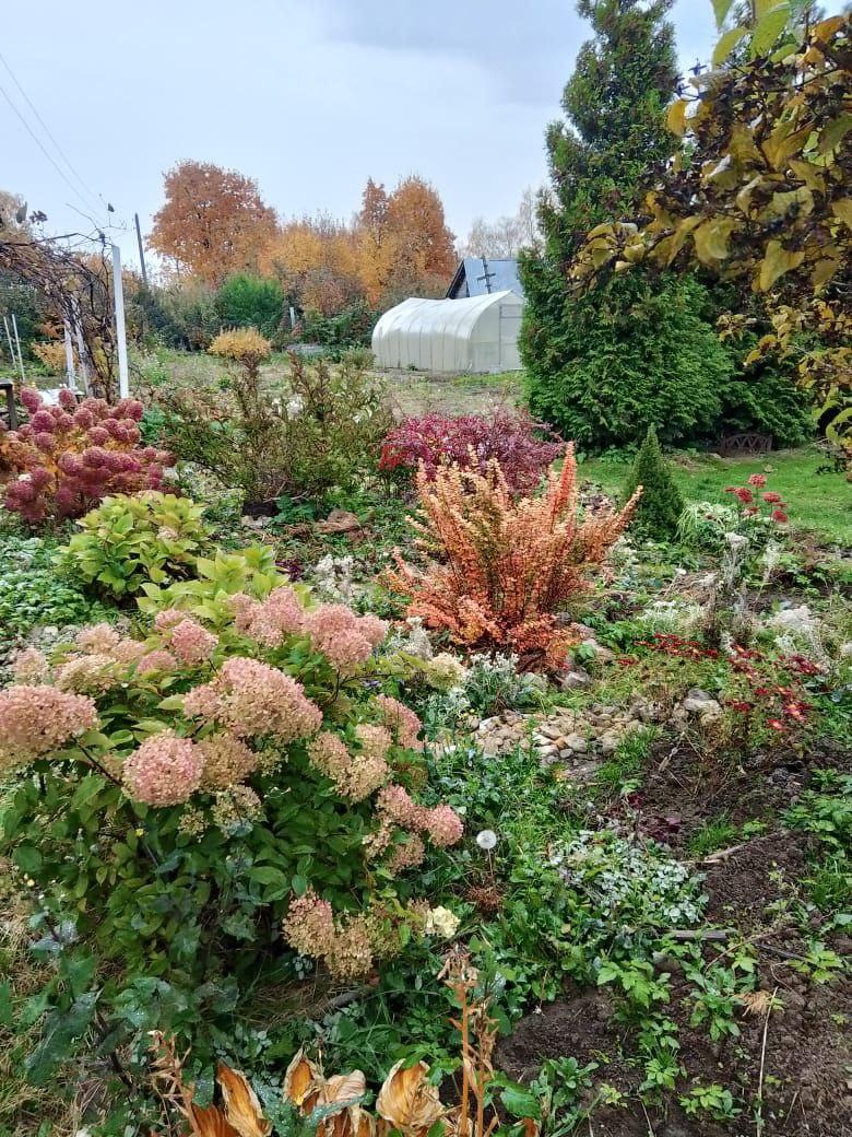 Цветы осенью