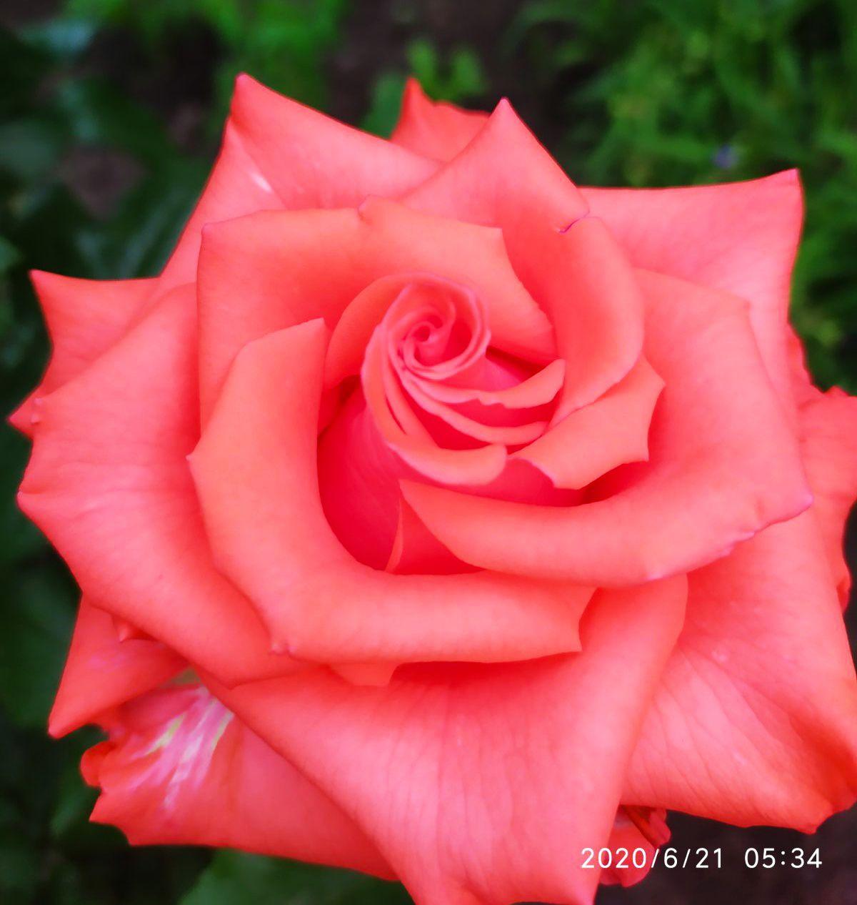 Роза красная