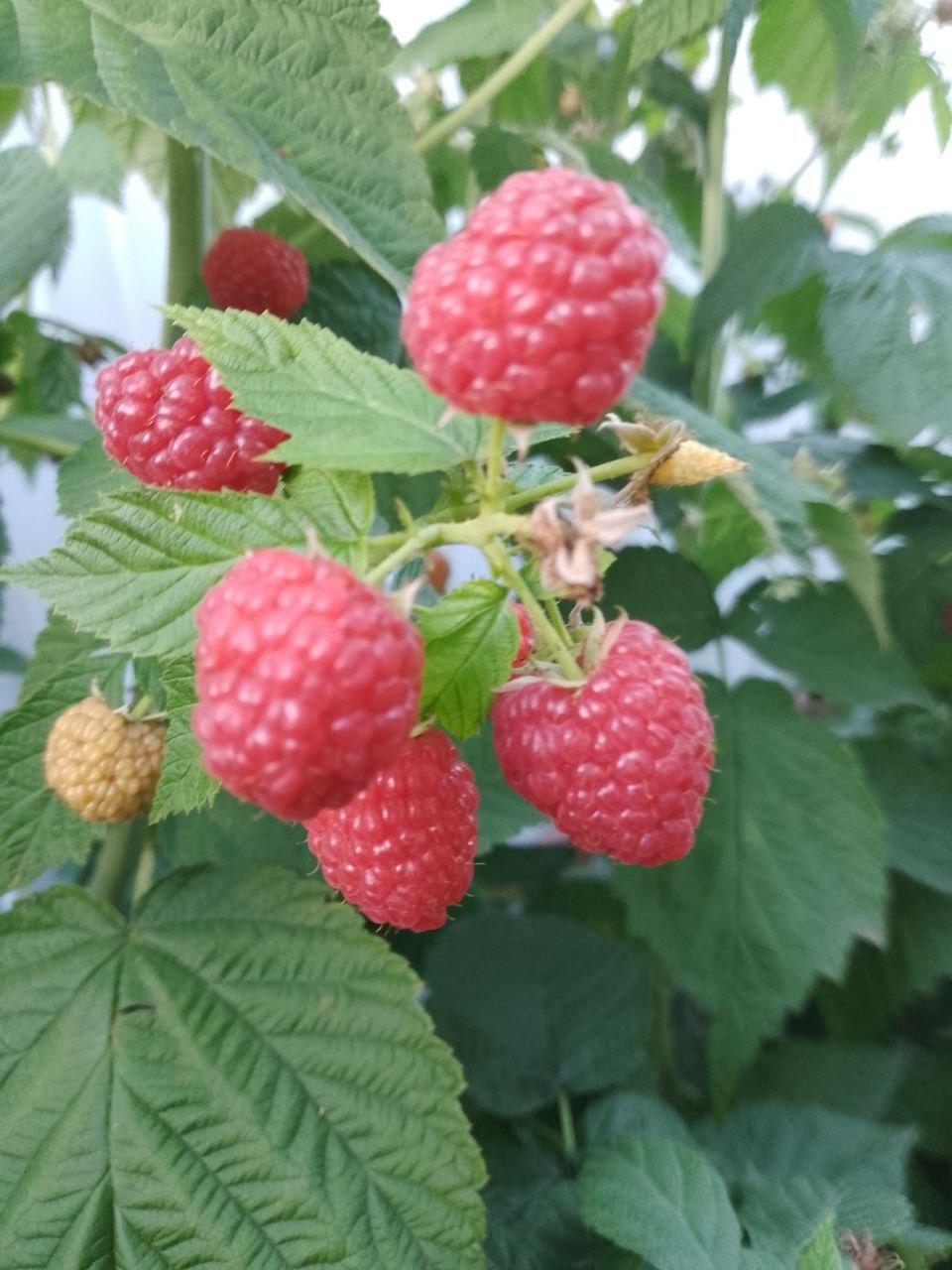 Ягоды малины