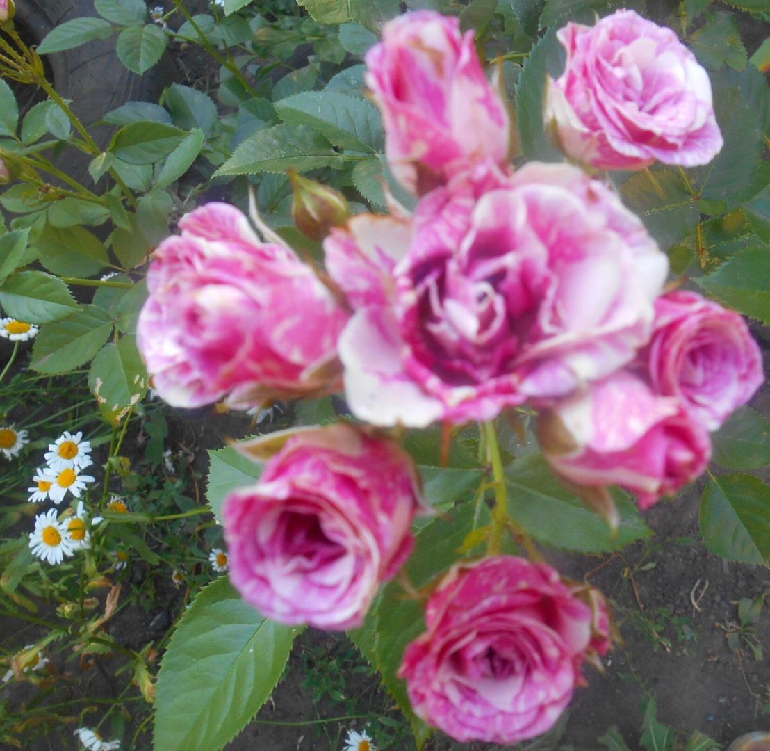 Роза на садовом участке