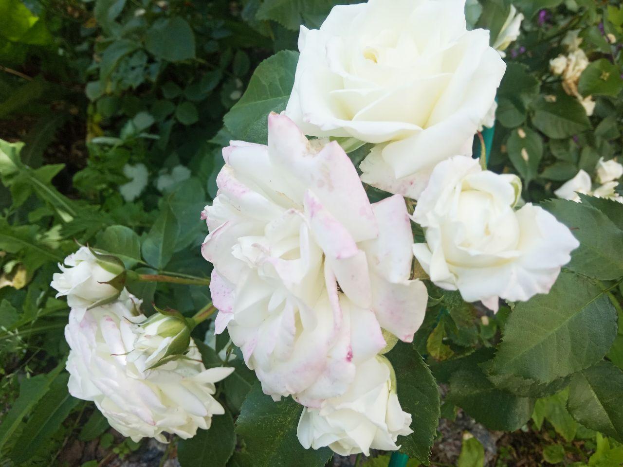 Куст белой розы
