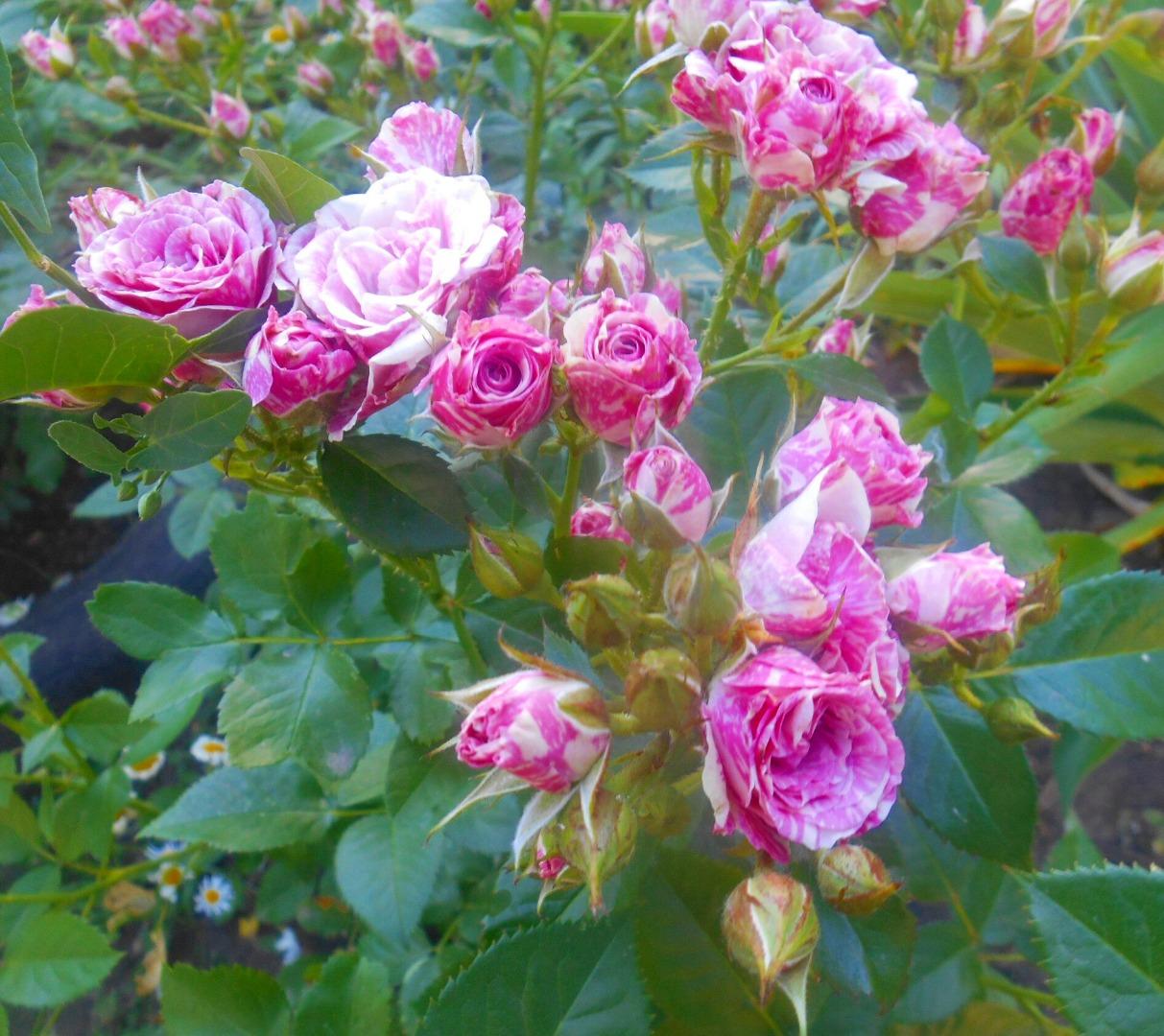 Роза на садовом участке
