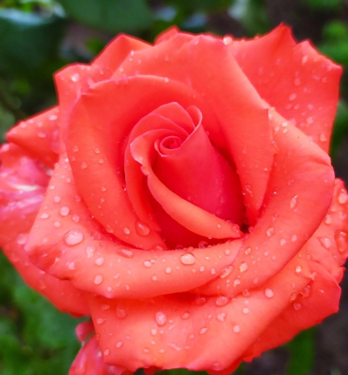Роза с капельками дождя