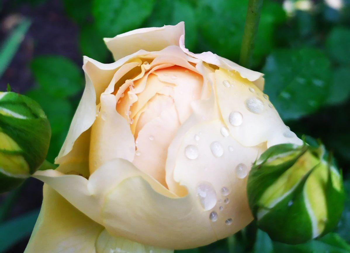 Желтая роза с капельками дождя